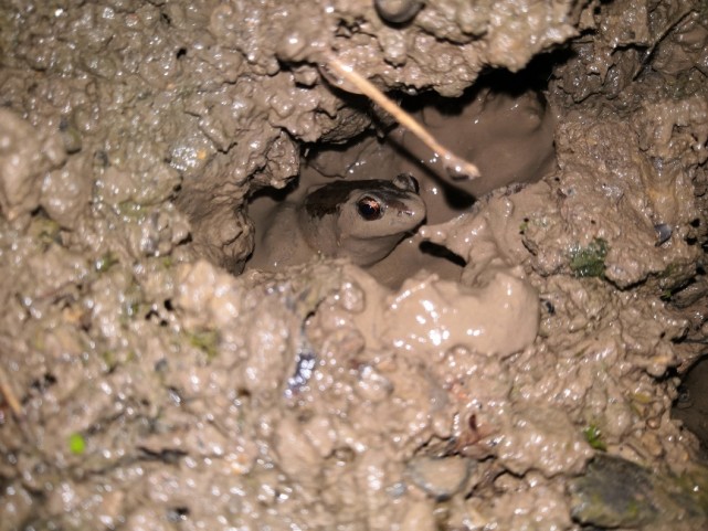 青蛙择偶标准大公开!