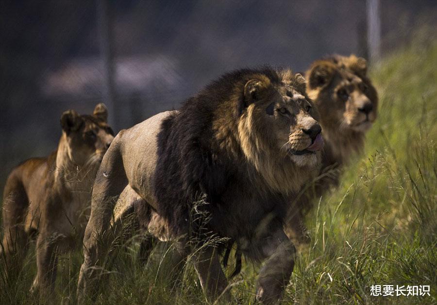 流浪的雄狮还能认出自己的母亲吗如果战胜狮王怎么面对母亲