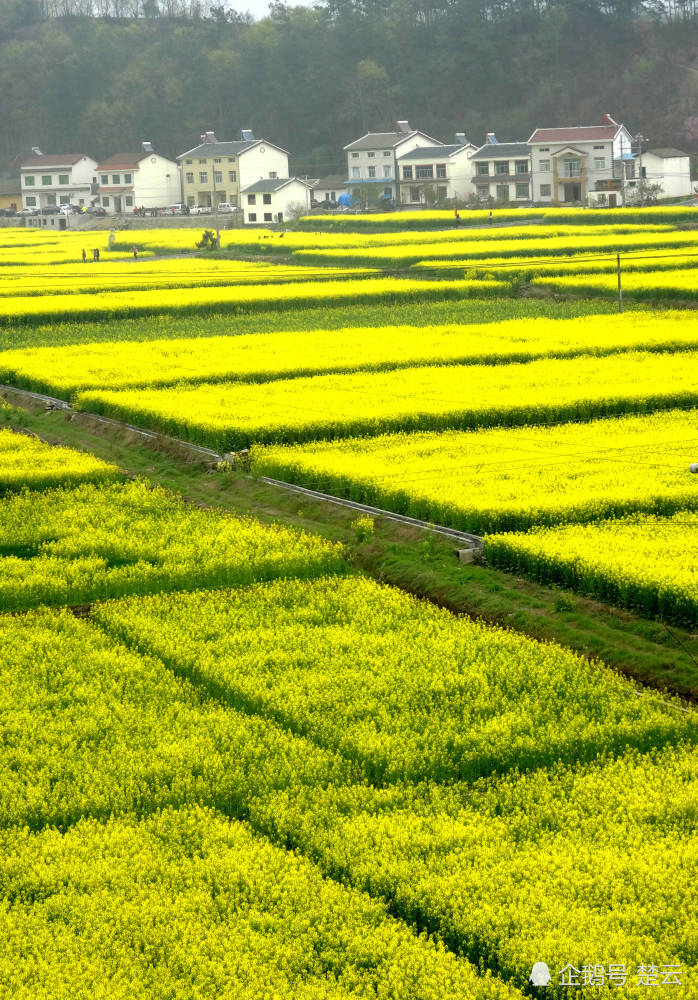 湖北首次发布 最美油菜花海 宜昌南垭花田上榜 腾讯新闻