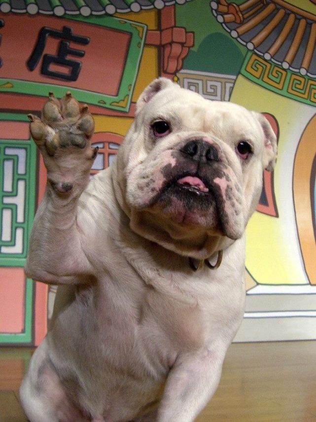 猩猩小庞学会手语结婚生子试图成为人类后来怎么样了