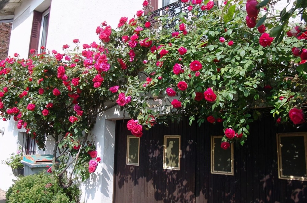 院子别空着10种藤本月季总有一种值得你喜欢