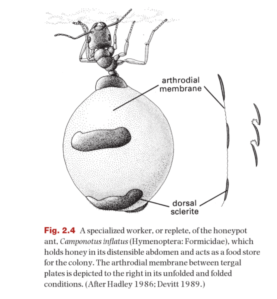 唯一能吃的蚂蚁:蜜罐蚁,肚子鼓得像葡萄,挖一窝就能让你吃饱_腾讯新闻