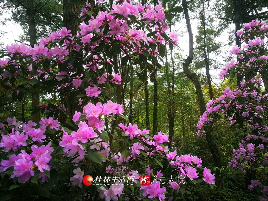 全州縣黃花嶺千畝鹿角杜鵑花盛開