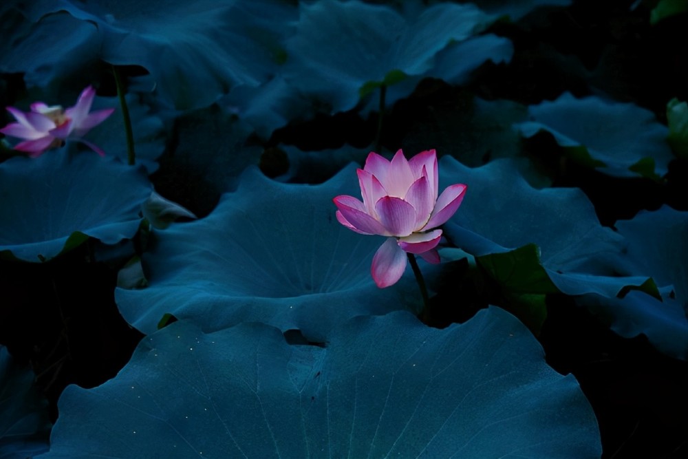 朱自清的荷塘月色究竟写得如何余光中暗指作者性压抑