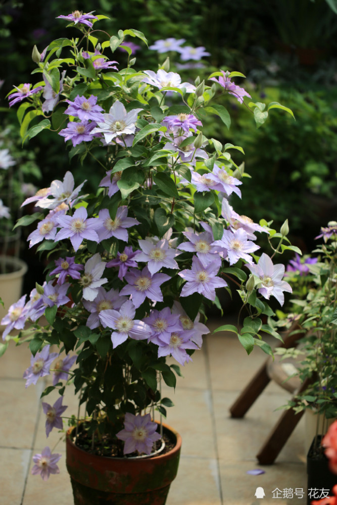 铁线莲藤本皇后花色多善攀爬花架宜多种造型