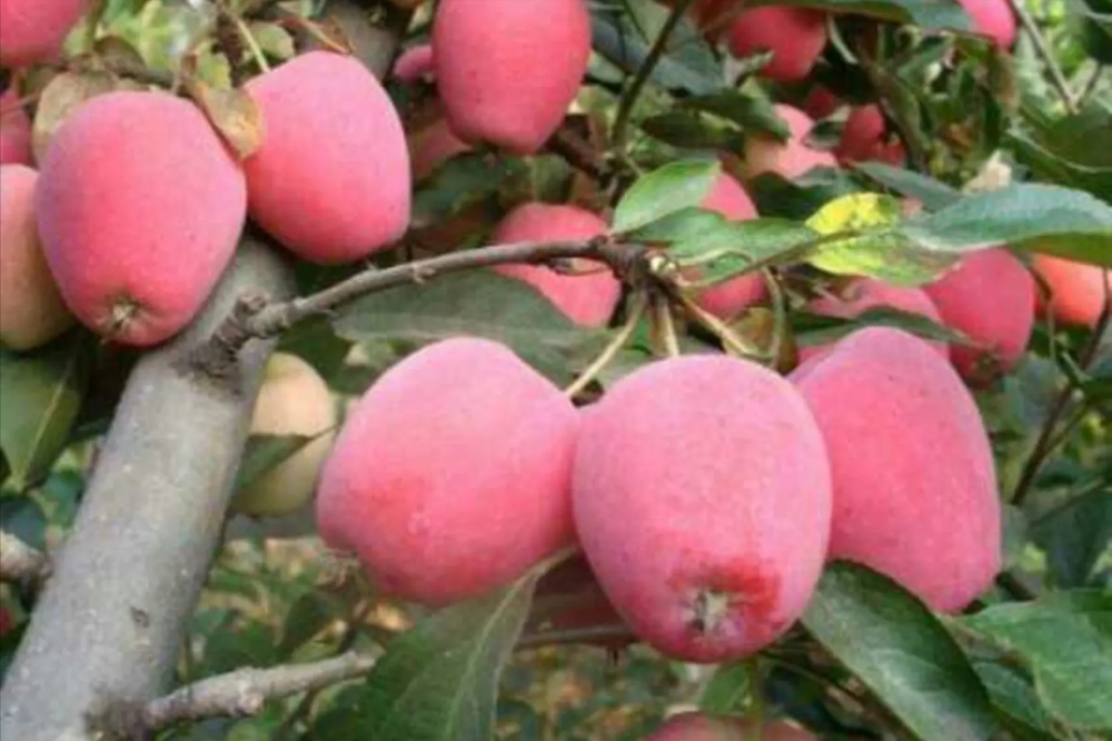 内蒙古农民发现鸡心状小苹果,可与新西兰火箭果一较高下?