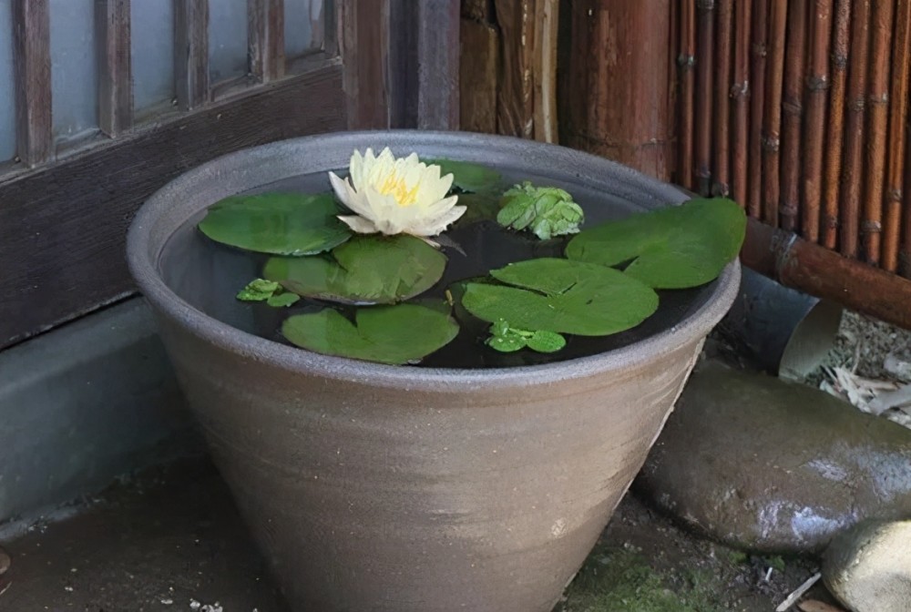 睡莲的种植方法水培(睡莲的种植方法水培不用土行吗)