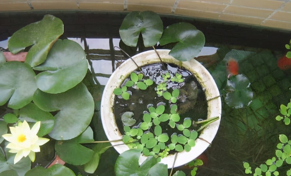 水培植物別光養招財富貴竹了,春天養盆睡蓮,夏日一到嗖嗖開花