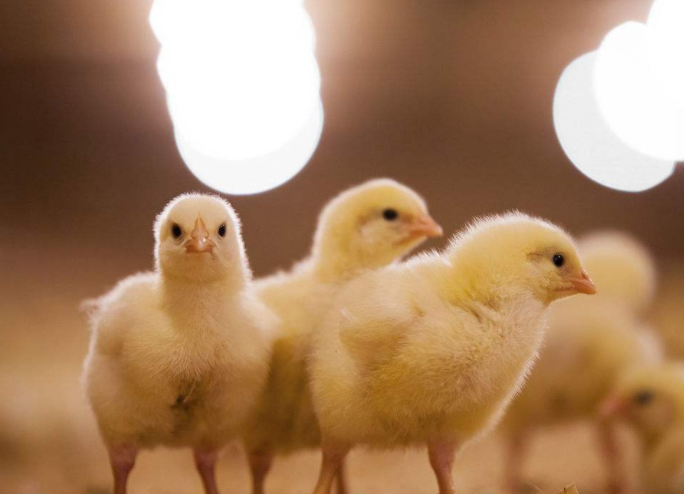 1~6周龄雏鸡,每天每鸡20~100毫升;7~12周龄的青年鸡,每天每鸡100~200