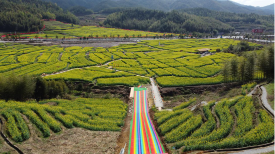 福建省上杭縣古田景區千畝油菜花競相綻放