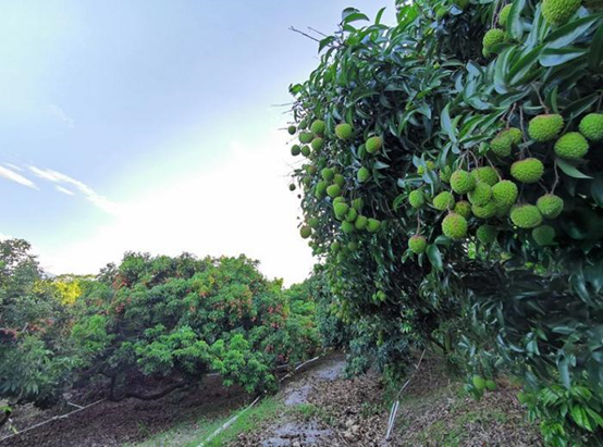 荔枝樹開花荔枝樹比房子高下面這棵就是野生的荔枝樹,現在已經開花了