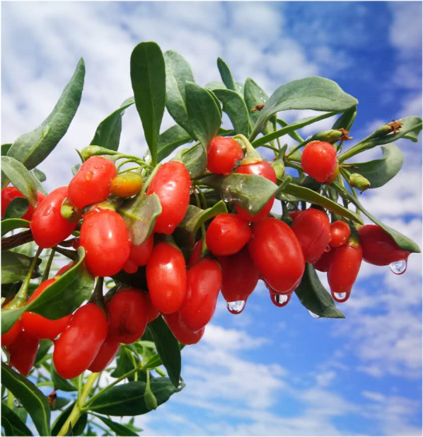 中宁枸杞的厚重历史,你知道吗?