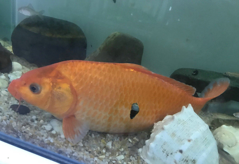 鲤鱼靠岸产卵被一锅端浙江钓友钓起几十斤鲤鱼随后又放生