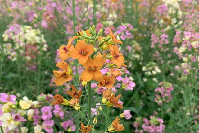 成都独有的彩色油菜花,进入最佳赏花期,超级适合周末游|成都|周末游|