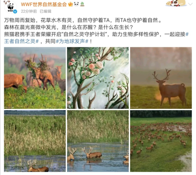  瑶这么吃香？除巴宝莉外，瑶妹再提一款联名皮肤！狼狗：没有心就不会受伤！