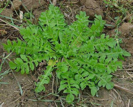 爱挖野菜的注意了这些地方的野菜不能吃
