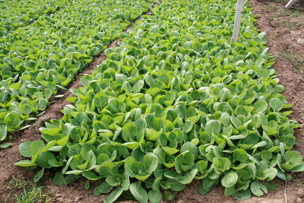 大棚蔬菜|早春大棚蔬菜病虫害防治技术要点，老农讲得太实用了