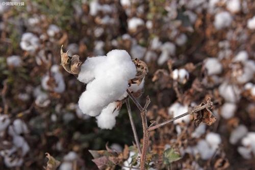 棉花|新疆：自主研发“打包采棉机”大幅度提升采摘效率