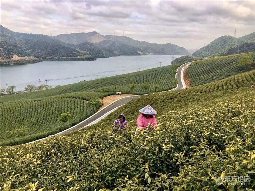 又是一年采茶忙,宁波人分享茶园美景:云雾缭绕!