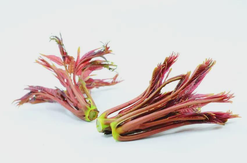 鱼腥草|爱尝“春味儿”的四川人，小心这6种菜可能有毒！