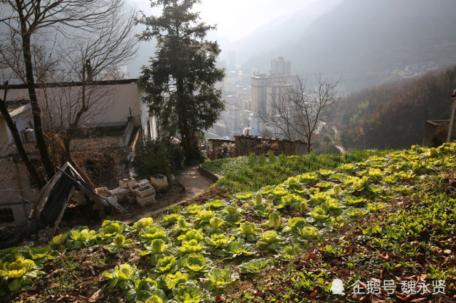 农户住在半山腰 家门口俯瞰整个县城 自家吃不完的蔬菜成香饽饽 蔬菜 镇坪 登山