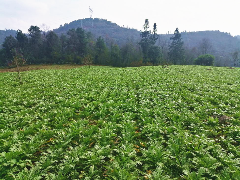 马路岩村提示您的订单雪里红已完成喜获丰收
