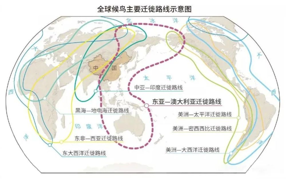候鸟的迁徙之路,一般都会沿着固定的路线前行,那是祖祖辈辈长期选择的