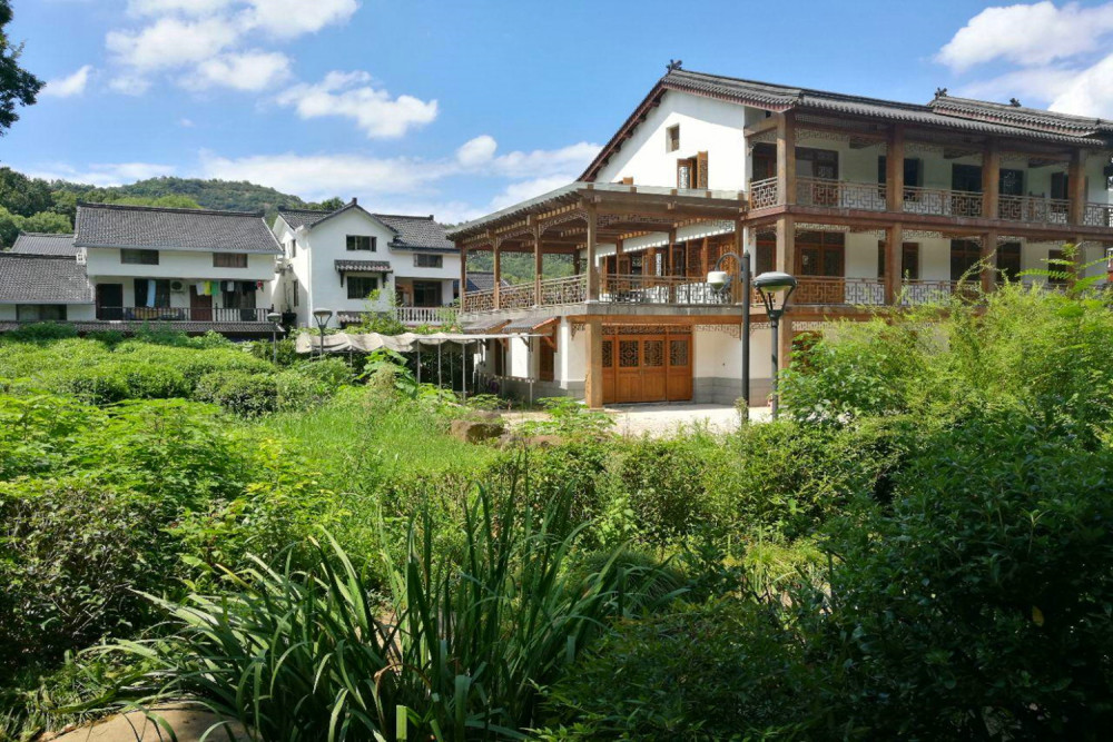 青芝坞这里到处可见的是茶园,这里的茶园被民宿所围绕,一眼望去全是