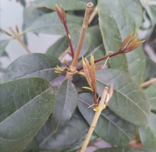 盆栽蘆薈多久澆一次水_澆花用食醋還是白醋_盆栽桂花乾旱不發芽澆白醋