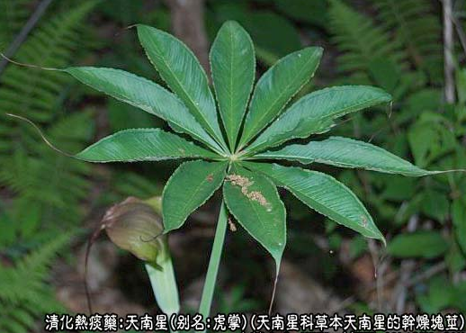 每日一药 中药 天南星 腾讯新闻