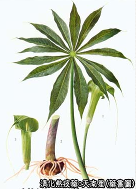 胆南星图片 植物图片图片