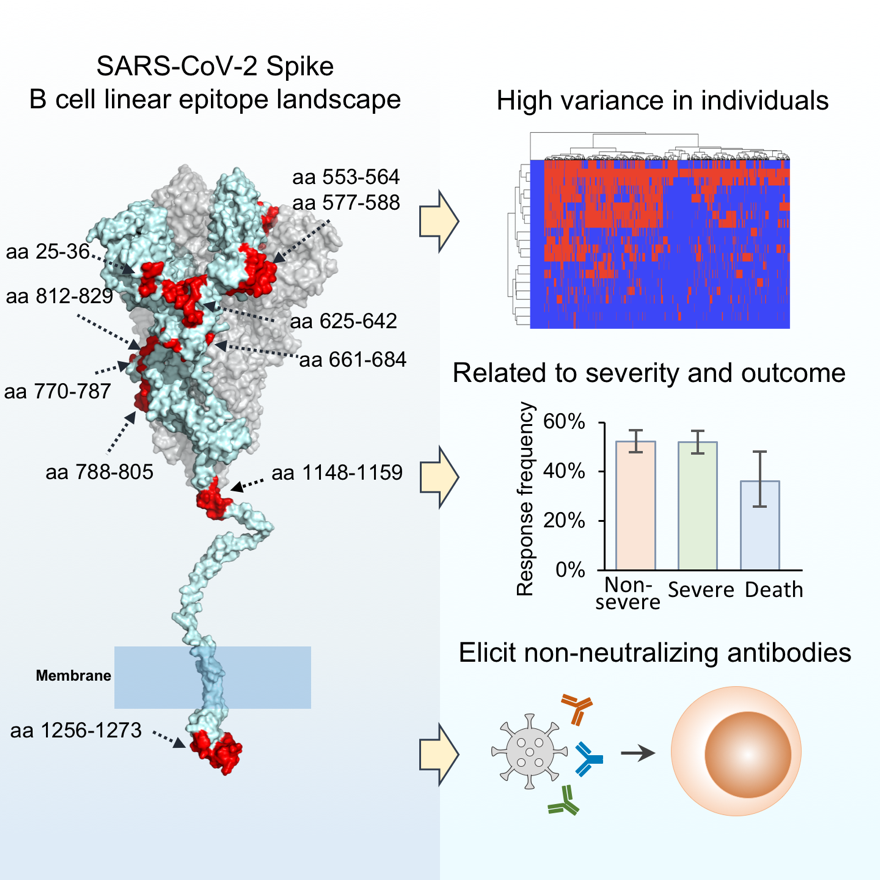 s蛋白|Cell Reports：新冠病毒S蛋白线性表位全景图