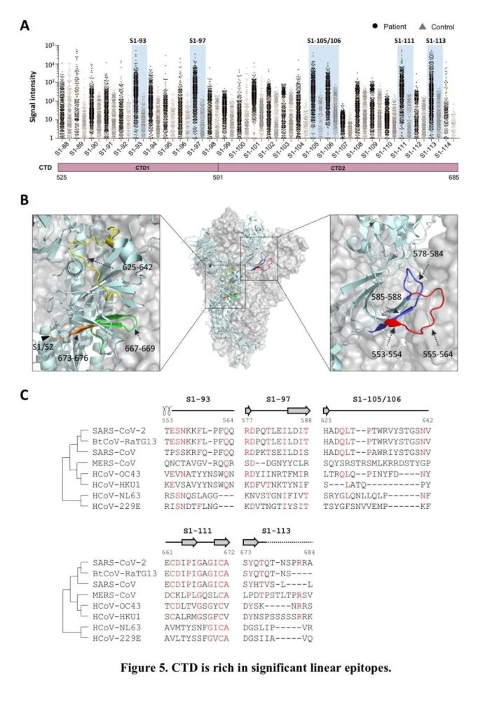 s蛋白|Cell Reports：新冠病毒S蛋白线性表位全景图