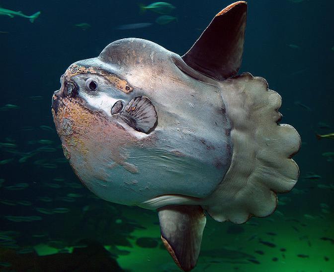 深海有未知大型生物?那裡只有些小魚小蝦_騰訊新聞