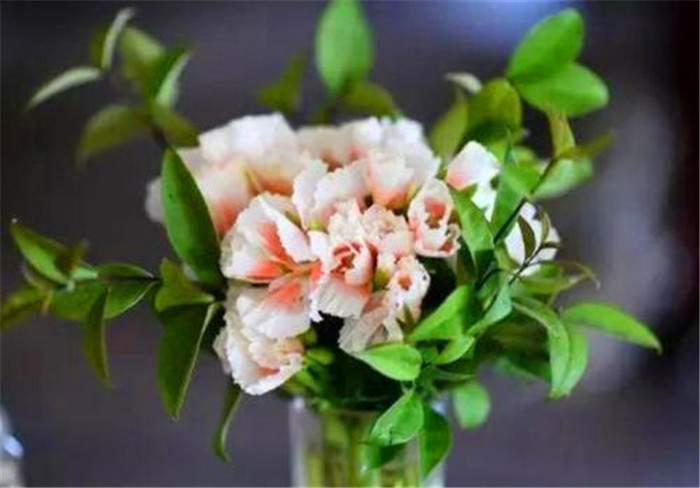 鲜花|“鲜花屋中放，花旺人不旺”，是什么意思？有科学依据吗？