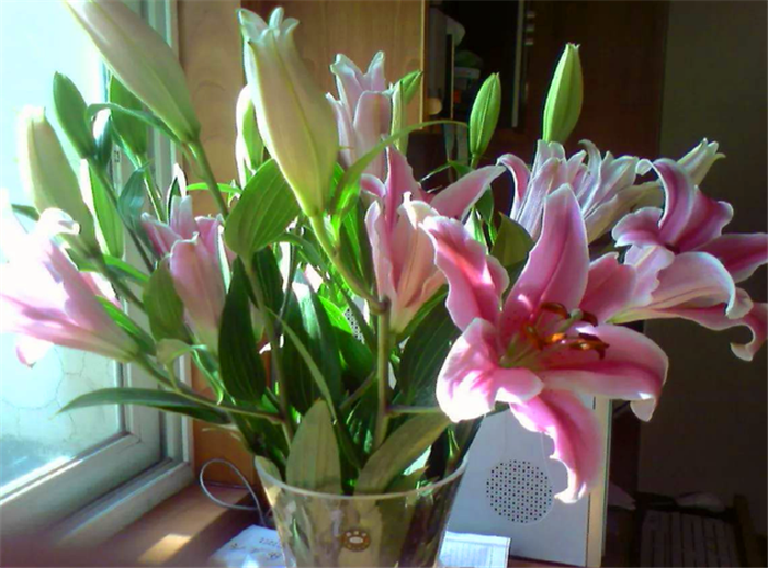 鲜花|“鲜花屋中放，花旺人不旺”，是什么意思？有科学依据吗？