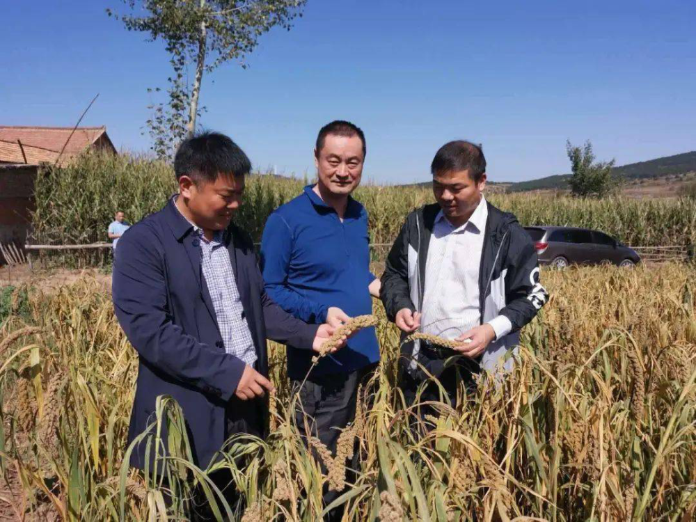 受國網東北分部委派,擔任朝陽市建平縣張家營子鎮青山村駐村工作隊長