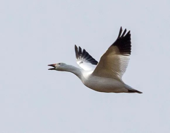 考证,敬信镇辖区内湿地共有鸟类5目6科60种,其中就有丹顶鹤,白头鹤