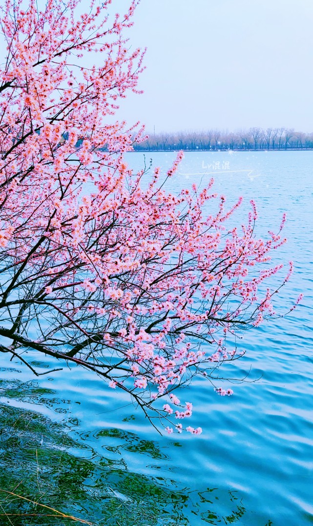 北京最美的桃花仙境～颐和园西堤