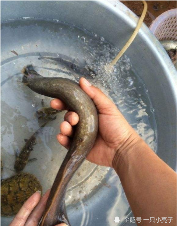 半米长的大棘鳅背上长满倒刺,能吃吗?