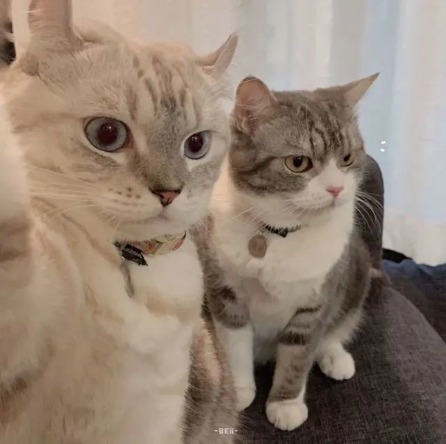 猫狗自拍头像|像极了自拍时候的你!_腾讯网