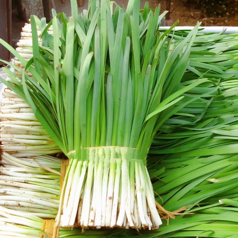 "宽叶韭"和"细叶韭"有什么区别?差别有点大,弄懂再买不吃亏_腾讯新闻