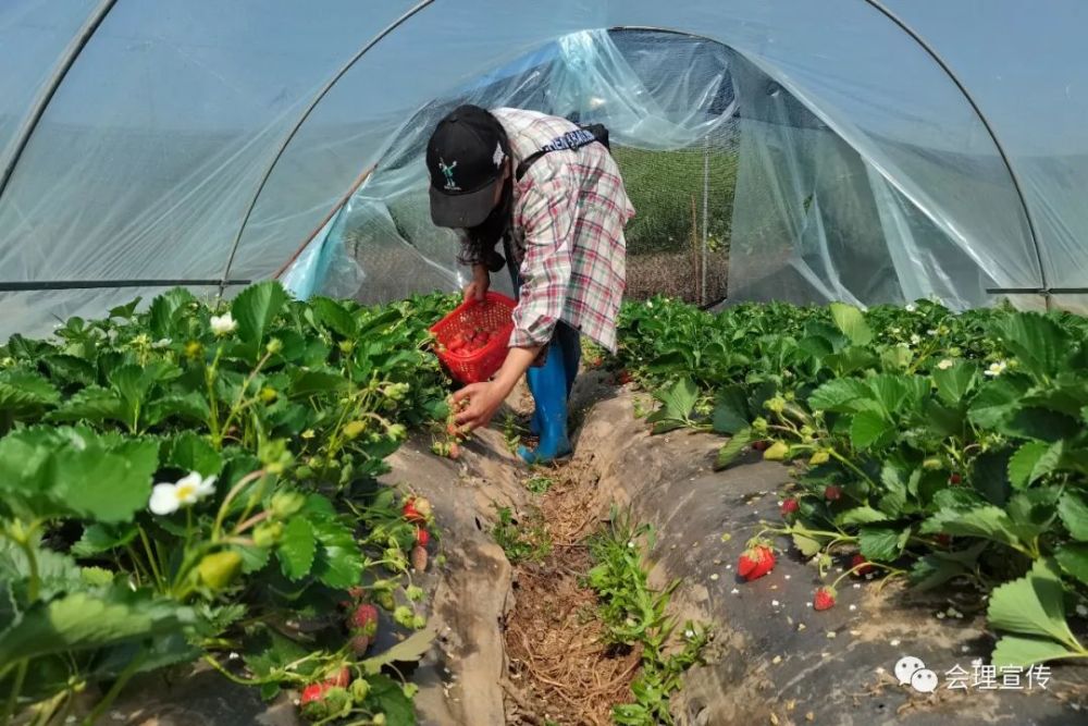 草莓|会理城南街道石庄村的张兴宁：绿色种植有妙招，草莓不愁销。