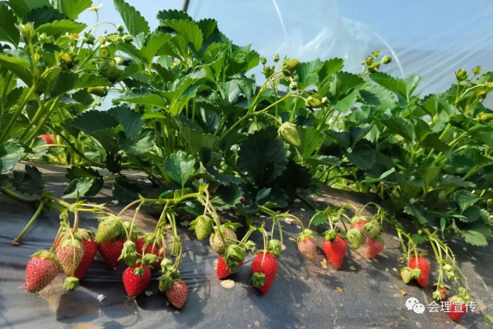 草莓|会理城南街道石庄村的张兴宁：绿色种植有妙招，草莓不愁销。