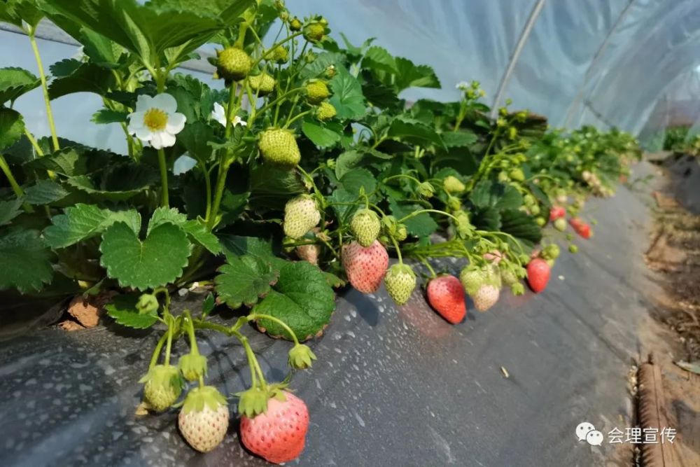 会理草莓采摘园图片