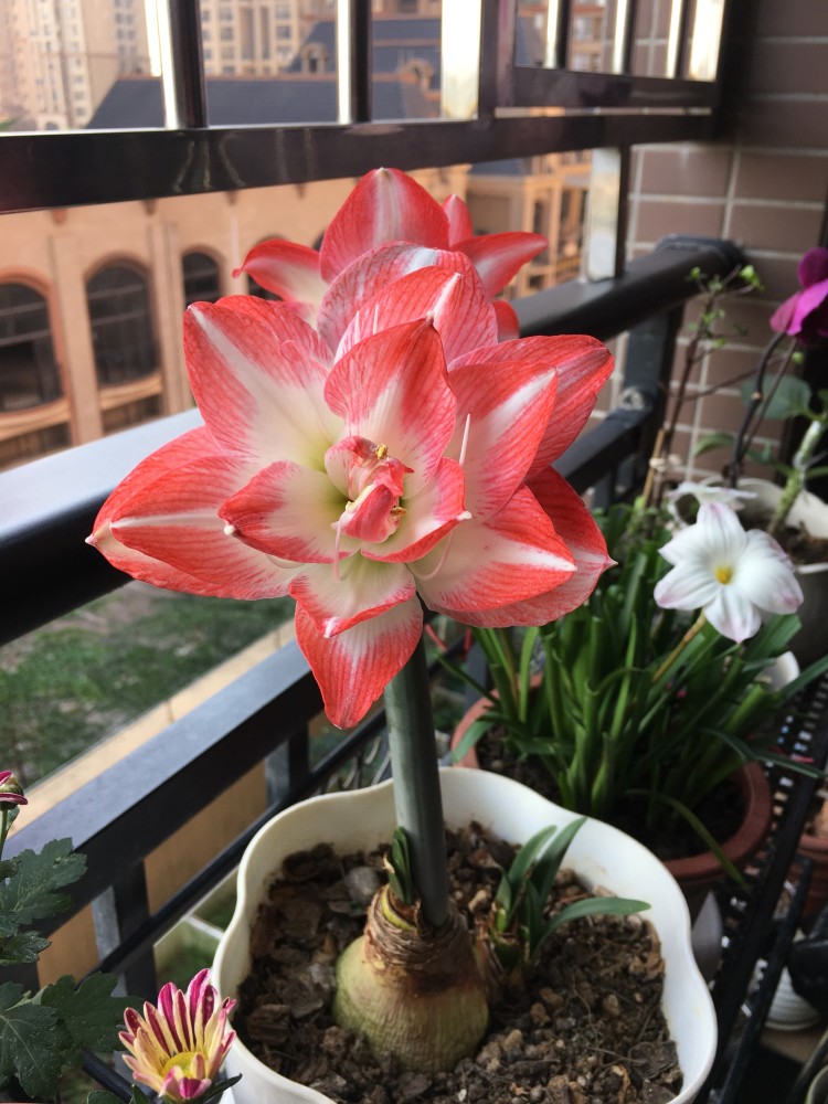 早春养花季养棵朱顶红花孔雀吧花美若仙子每年开几次