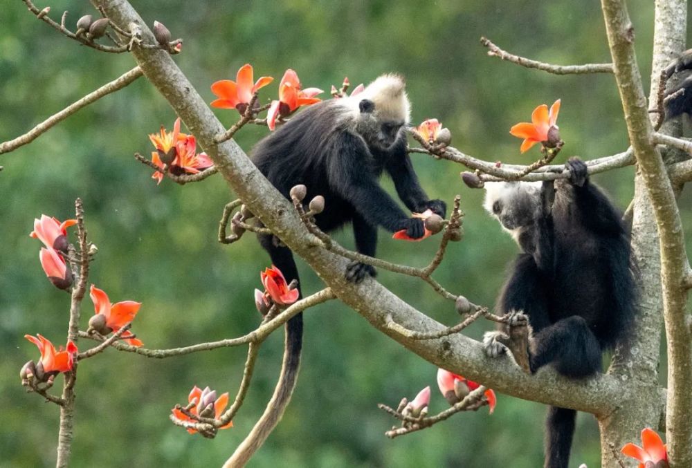 崇左白头叶猴国家级自然保护区萌宠来袭,有图有真相!_腾讯新闻