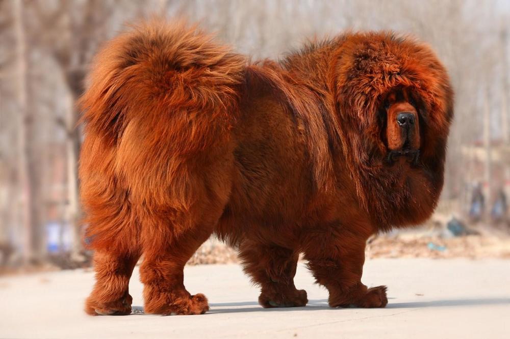 藏獒与野狼决斗究竟谁胜谁负长白山养蛙人大失所望2