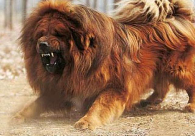 三只饿狼咬死了藏獒,而一只长白山汗王犬竟咬死了这三只饿狼