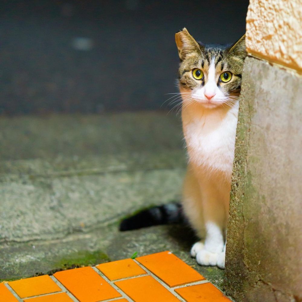 流浪猫是否会渴望 被那些对它表达友好的人类所收养 腾讯新闻